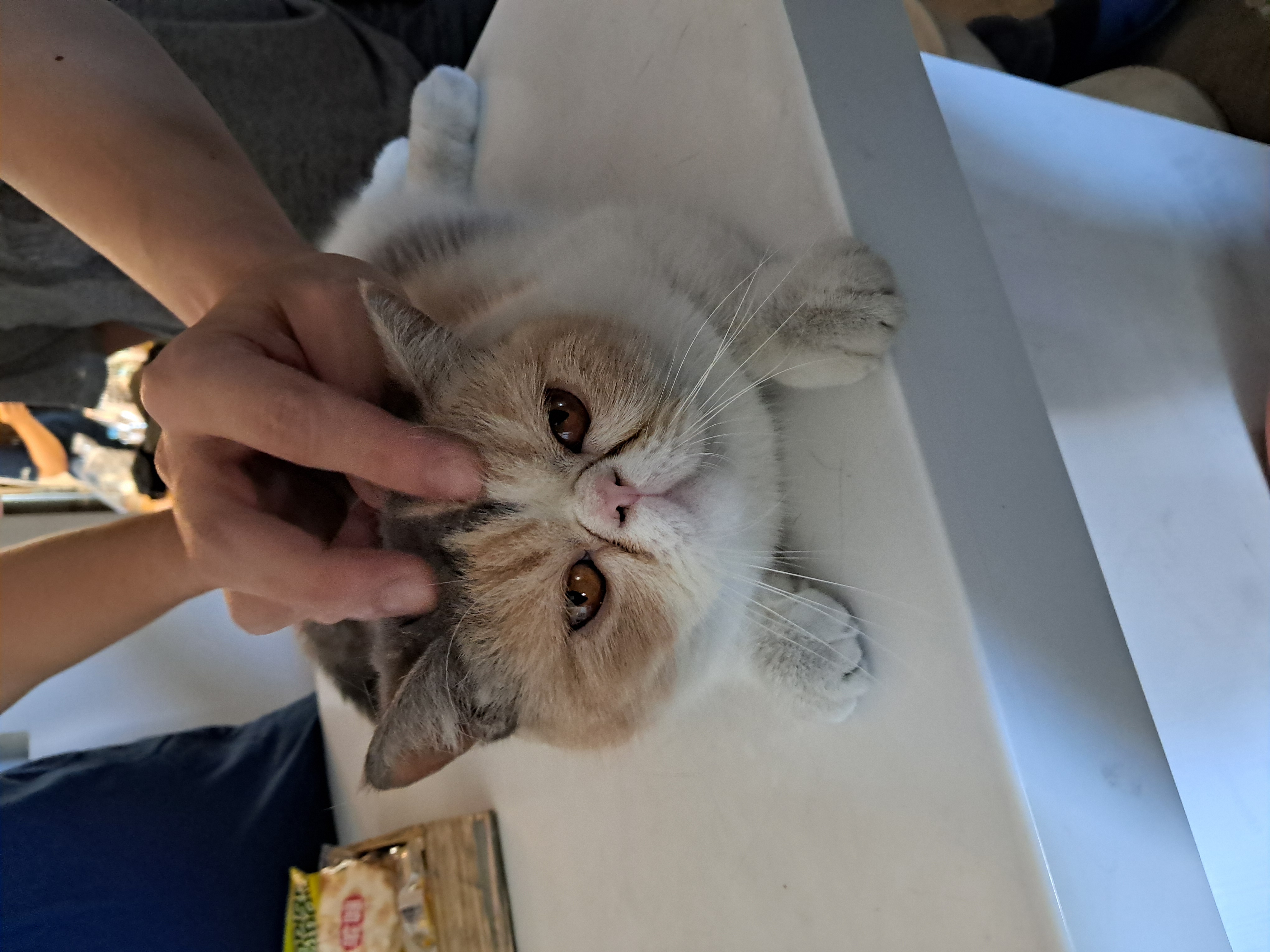 我是王小菲