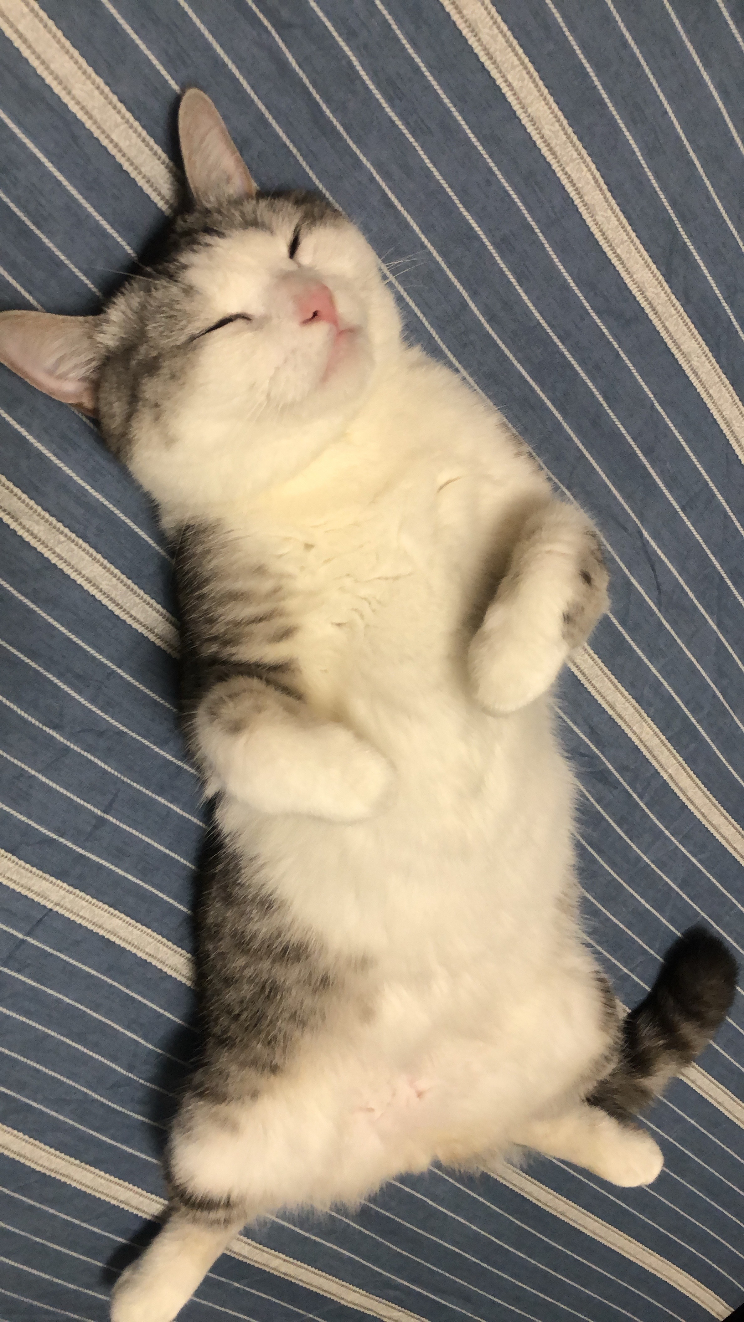 愛睡覺的咪咕💤