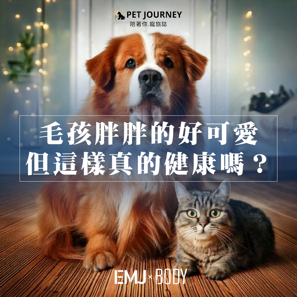 家長們要注意哦❗️過度肥胖對毛孩們可是大麻煩😓❗️台北市獸醫師公會理事長楊孝柏提醒，有些胖是『飼主餵出來的』根據美國寵物食品協會調查，有57.7%的台灣貓狗體重超標，除了品種和年齡，飲食習慣更是牠們發福的關鍵！點連結看看詳細內容，一起把關毛孩的健康！