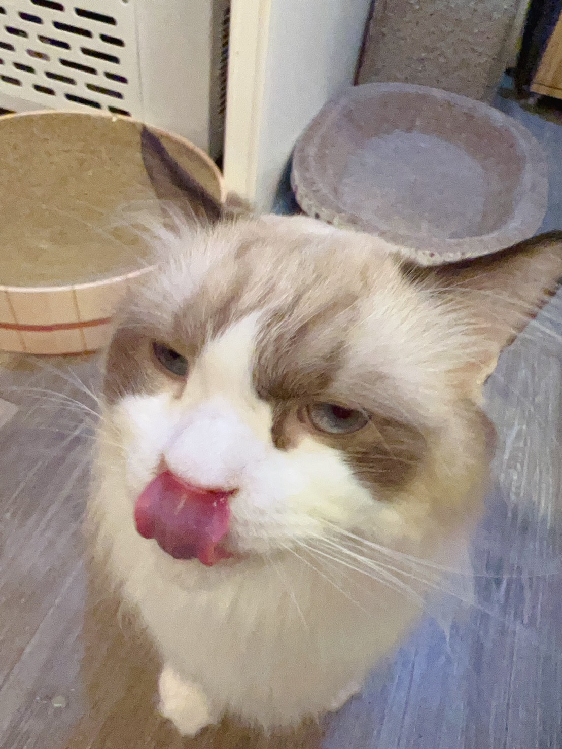 給我凍乾。鮮魚口味的。