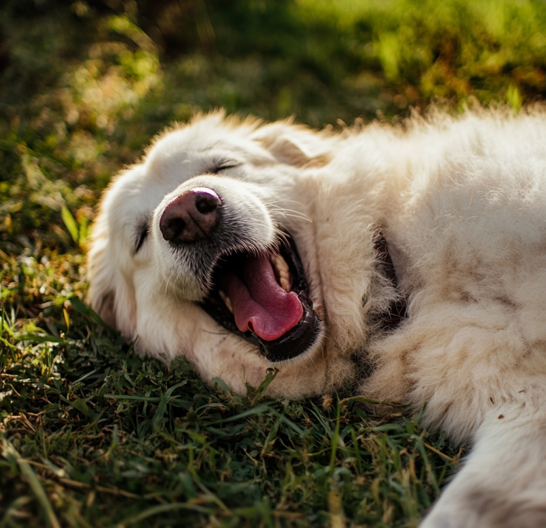 舒適的公園綠地
