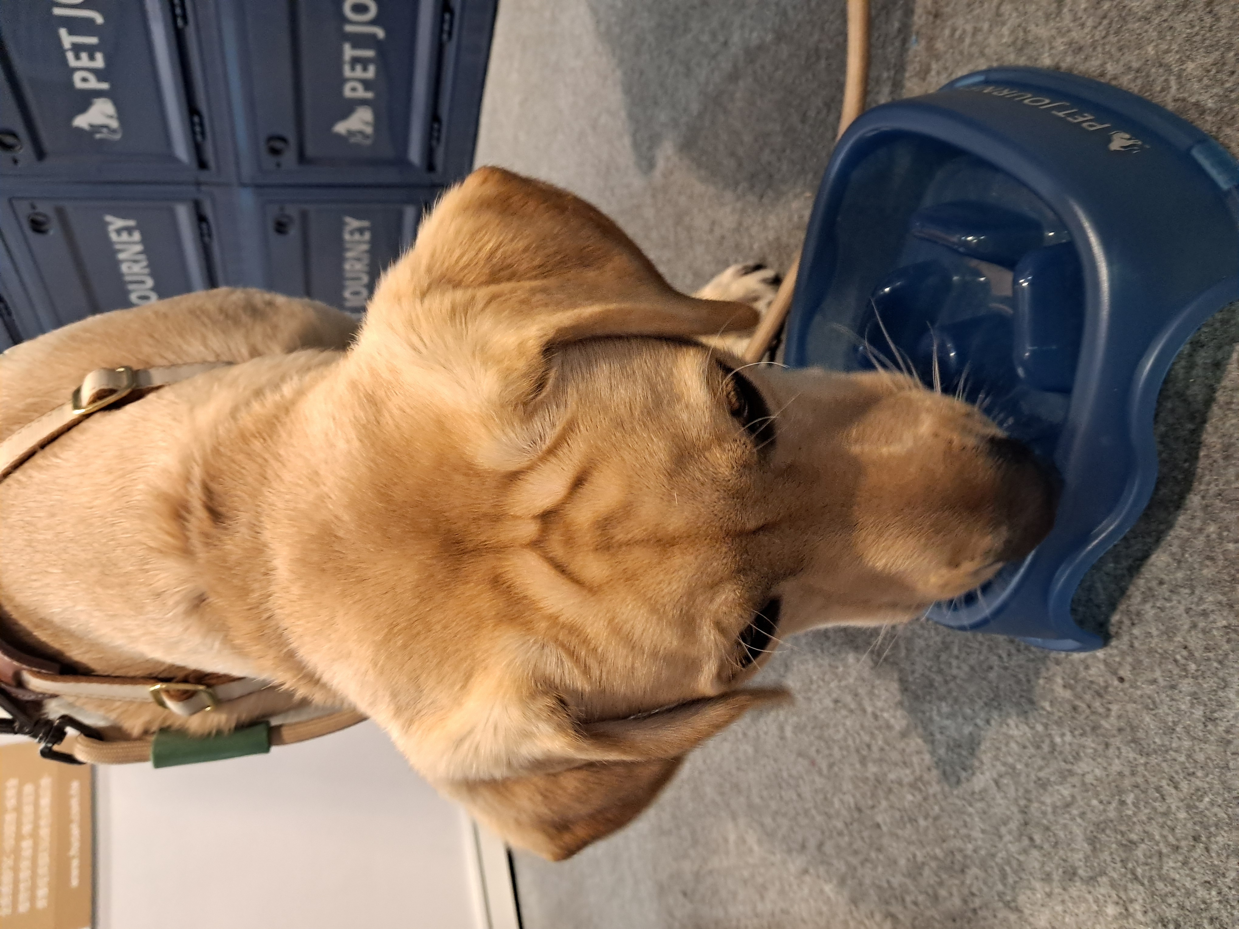 🫶請用一包（40磅=18Kg）的狗糧，填飽園區老毛孩的胃🙏。💪我可以怎麼具體行動？💪是否可以麻煩您與任一家電商平台，訂立狗狗飼料的買賣契約，並且約定將飼料送達狗園？您：買受人，債權人。電商平台：出賣人，債務人。約定利益第三人：徐春水狗園。買賣標的物：統一寶貝狗／大地恩典，二者均可，請您擇一。（40磅=18Kg，這重量規格最適合。應該說是CP值最高，其他高級品牌的價格，狗園實在就