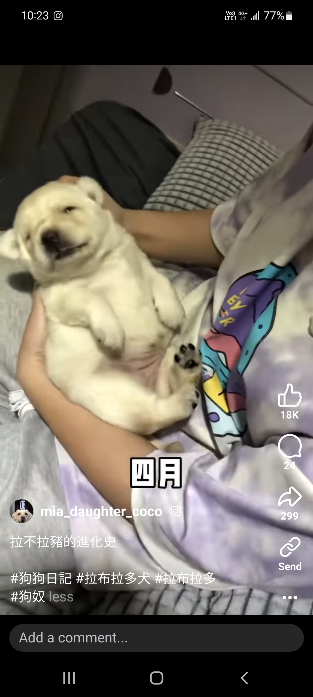 拉布拉多豬進化史