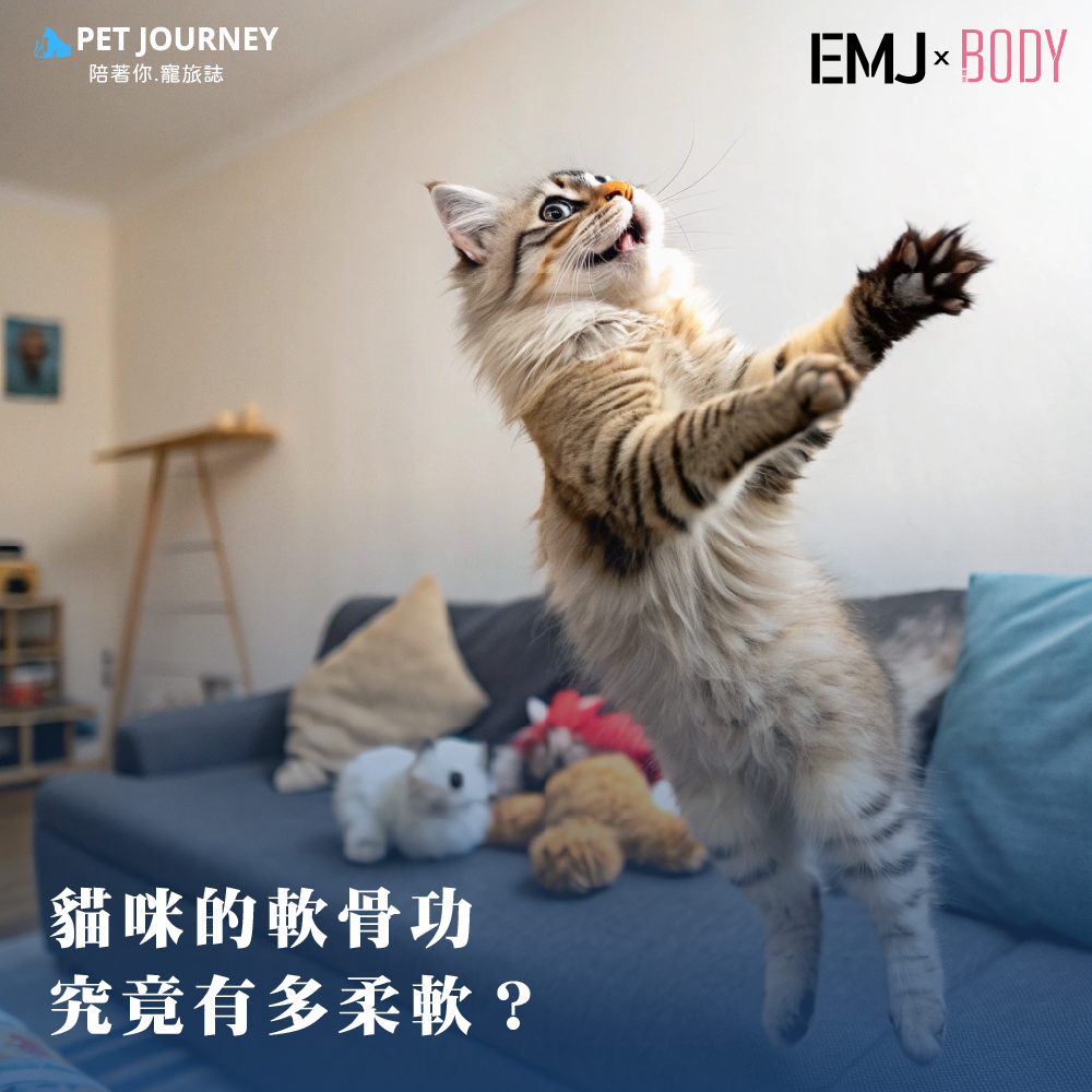 大家總說貓咪是液體～放在各種容器裡都可以完美融合🐱為什麼貓咪的身體這麼柔軟？🐈(1)脊椎結構特殊🐈貓咪的脊椎由超過50塊椎骨組成，比人類的33塊多得多。每塊椎骨之間的間距大且靈活，並由強韌的肌肉和韌帶連接，讓牠們能輕鬆彎曲身體。🐈(2)沒有鎖骨的限制🐈貓咪的鎖骨幾乎退化，這意味著牠們的前肢活動範圍極大，可以輕鬆穿過比牠們身體還窄的空間（只要頭能通過，身體就可以跟著通過）。🐈(3