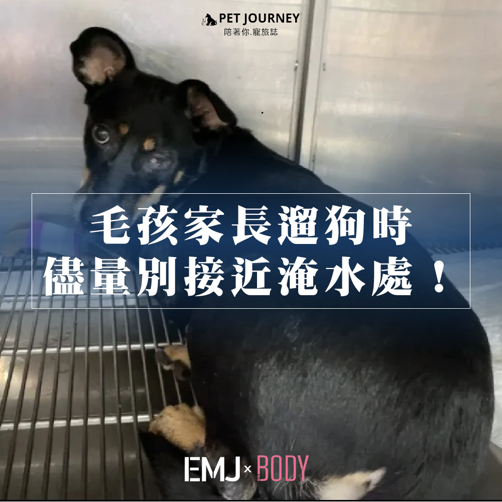 最近新北市一隻可愛的毛孩「邱杯」生病的消息引起不少關注！獸醫建議遛毛孩時避免接近淹水處或還沒乾的泥土草地，以避免誤食感染鉤端螺旋體｜相關報導：https://udn.com/news/story/7470/8415650