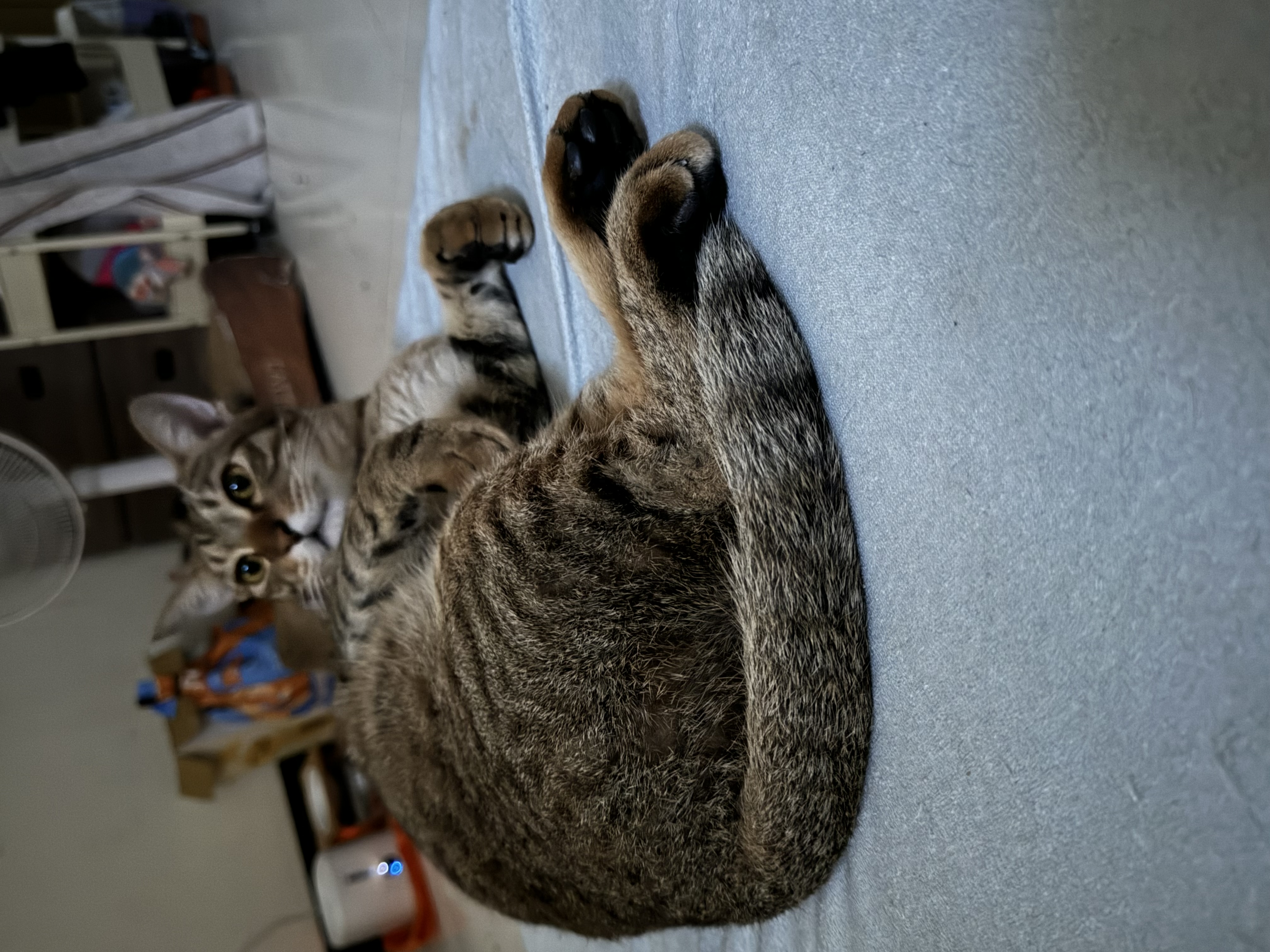 騷包