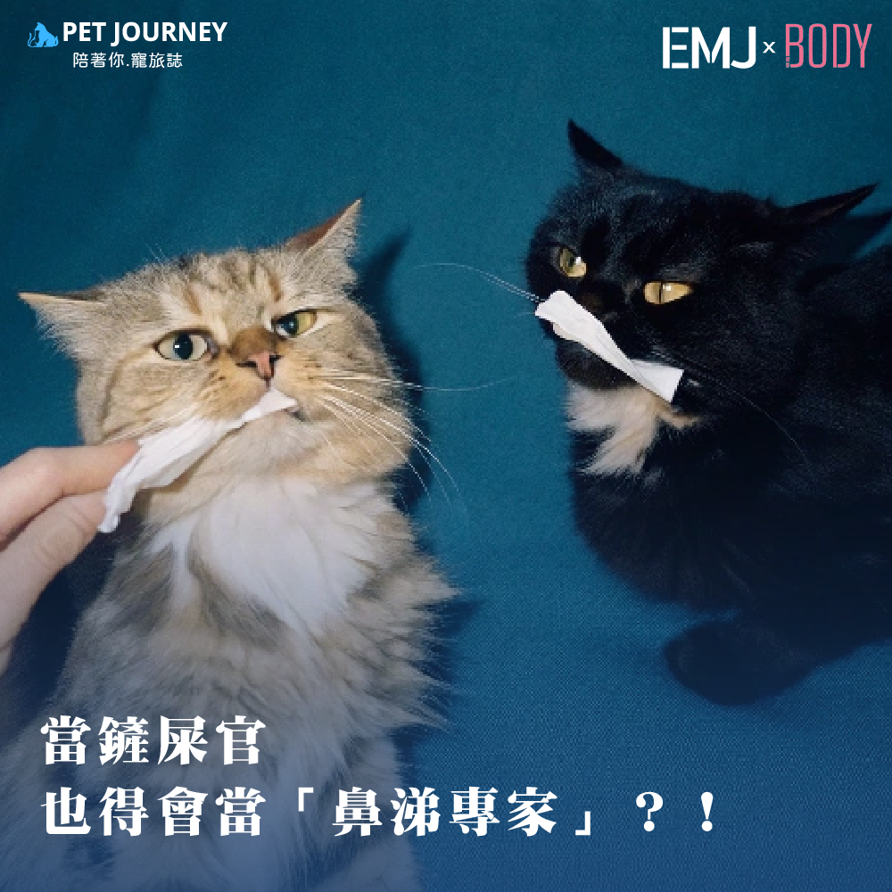 最近有不少貓奴討論起了幫貓咪清理鼻涕的小妙招——用衛生紙捲出貓咪鼻涕！看似簡單的小動作，背後卻藏著不少學問呢～🐱✨⠀✨ 用衛生紙清理鼻涕的小Tips：1️⃣ 挑選柔軟衛生紙：無香料、不刺激，讓貓咪的鼻子不受罪。 2️⃣ 輕輕捲起細長條：細心又溫柔，千萬別捲太粗，鼻孔承受不了呀～3️⃣ 動作要輕柔：輕輕靠近鼻孔，擦拭或捲出鼻涕，別太深！ 4️⃣ 安撫小情緒：撫摸貓咪的頭，讓牠乖乖