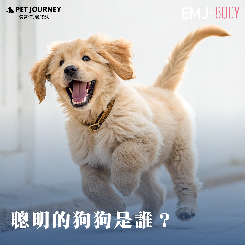 狗狗不僅是我們最忠實的夥伴，每個品種的智商也各有千秋！你是否曾經好奇，哪種狗狗最聰明？哪些狗狗學習速度最快？今天就帶你一起探索狗狗智商排行，看看你的毛孩在哪個「學術殿堂」！https://bodynews.com.tw/news/article/7171