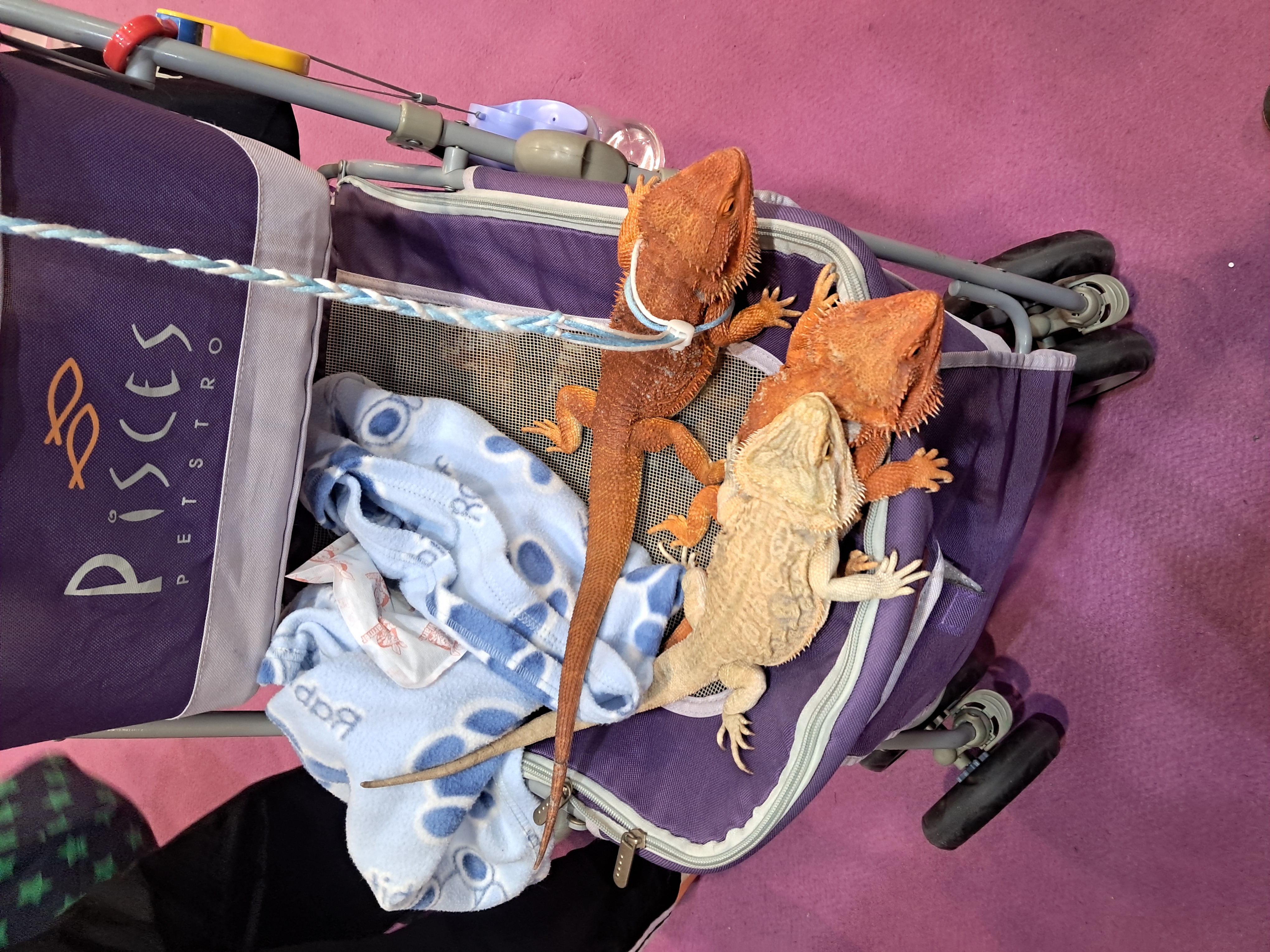 特殊寵物=蜥蜴家族