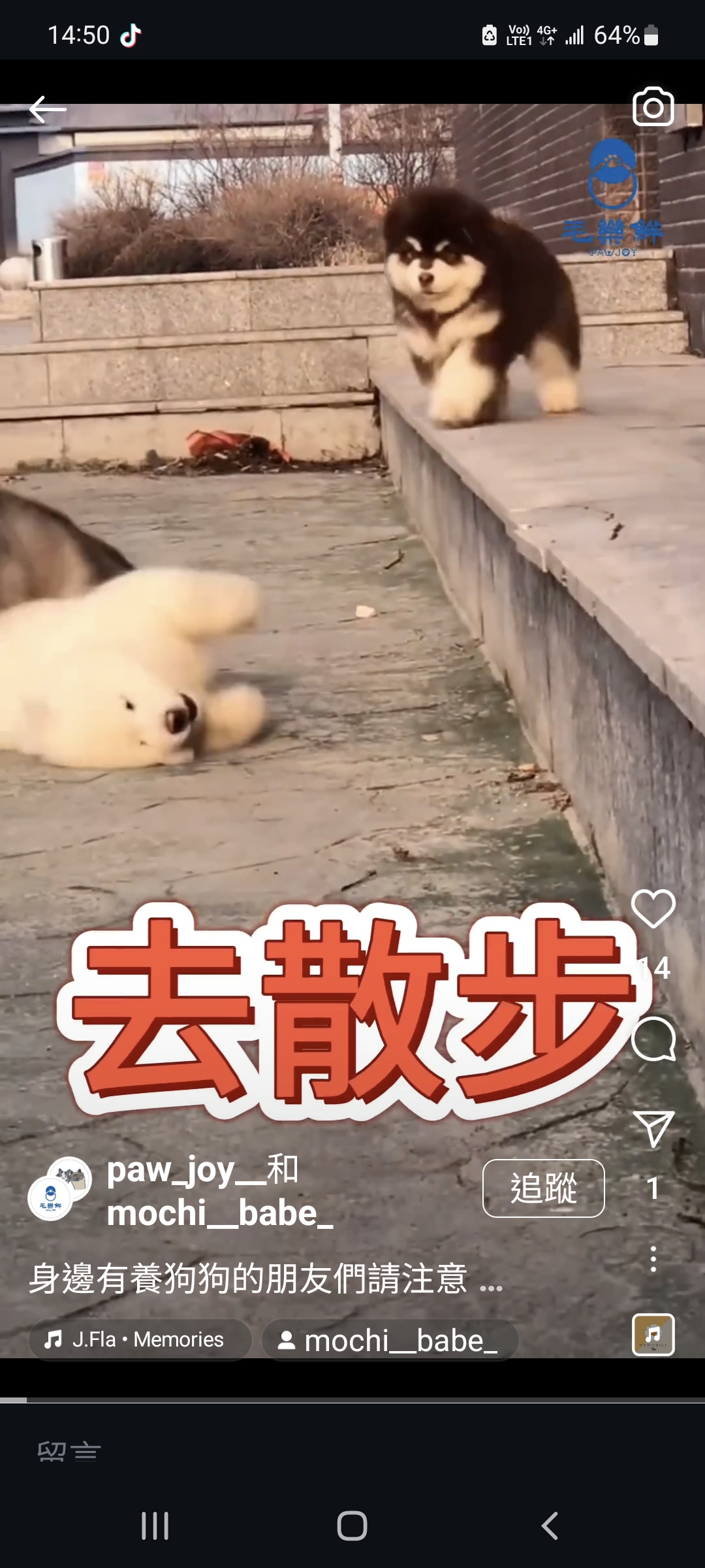 帶狗狗散步的好處