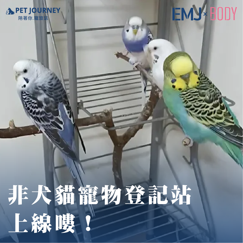 🐦 你知道嗎？寵物不只有狗狗貓咪需要登記！新北市政府動保處全台首創「非犬貓寵物登記站」，將鸚鵡、兔子、鼠類、兩棲爬蟲等特殊寵物，也一併納入登記範圍！這不僅能建立更完整的寵物管理制度，也大大增加了毛孩（或鳥寶）飛失後回家的機率。💡 其實，鸚鵡的智商很高，常常學會自己打開籠門偷偷外出。若意外飛失，動保處會在官網公告 14 天，讓飼主有機會認領；若超過期限，將優先提供給學校、公部門作