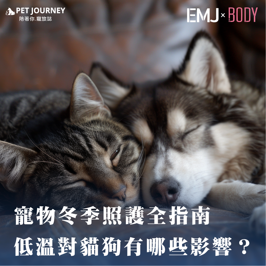 👉點我觀看：https://bodynews.com.tw/news/article/11819隨著入冬強烈冷氣團來襲，許多飼主常問：「貓狗不是有毛嗎？牠們真的怕冷嗎？」⠀事實上，當氣溫低於 15°C 時，多數家養寵物就開始感受到低溫壓力。⠀低溫不僅會讓毛孩發抖，更可能誘發潛藏的健康危機。⠀⠀｜🐱小編聊聊天🐶｜最近天冷家中小貓真的都窩在身邊的真是可愛，大家家中的毛孩也有變得很愛