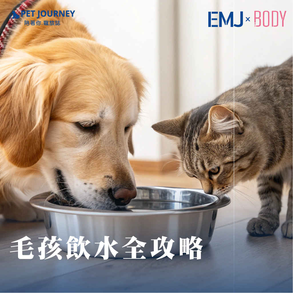 水是生命的基礎，對毛孩來說更是維持健康不可或缺的一環。很多飼主常常疑惑：可以讓毛孩直接喝自來水嗎？如果到山上，溪水能不能喝？一定要準備過濾水或礦泉水嗎？一天需要多少飲水量才算足夠？本文整理飼主最常見的 5 大飲水問題，帶你一次了解，讓毛孩每天都能喝得安心又健康。Q1：毛孩可以喝自來水嗎？大多數地區的自來水經過消毒處理，理論上對毛孩沒有立即危險，但 氯氣、餘氯或水管殘留物 仍可能