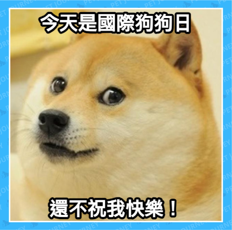 每年8月26日是「國際狗狗日」，在這天，汪星人最大！這個節日是由美國動物救援專家Colleen Paige於2004年發起，她同時也是「3/23國際小狗日」的創辦人，之所以定在8月26日，是因為她的家人在這天從收容所帶回她們的愛犬Sheltie，她希望透過「國際狗狗日」讓人類思考牠們的重要性，營造更美好的狗狗友善環境。