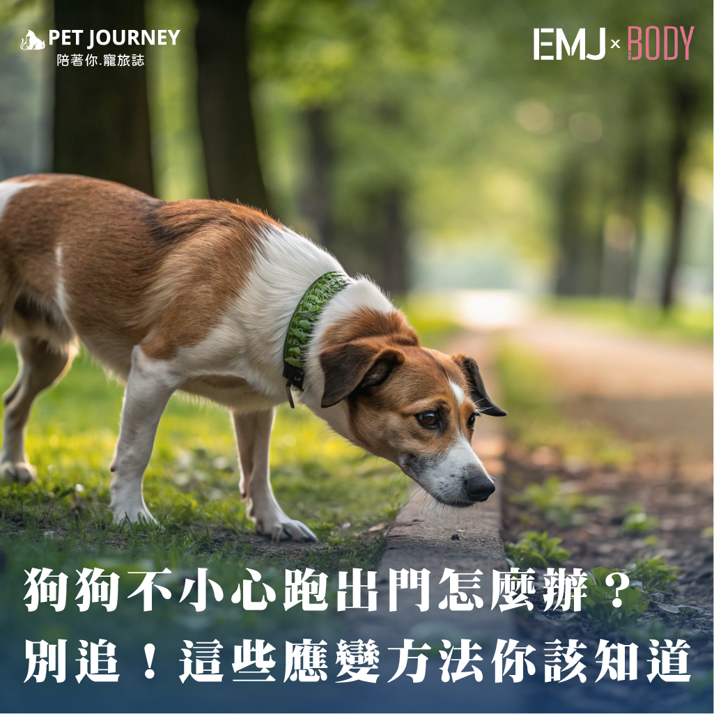 為什麼不能直接衝出去追？👉完整內容：https://bodynews.com.tw/news/article/7827每個毛孩家庭最不想遇到的情境，莫過於「狗狗衝出門跑走了」。也許是門沒關好、也許是門鈴響起瞬間牠好奇探頭，一溜煙就不見了！這時候，主人千萬別慌，更重要的是——「別追」！正確的應變方式是這樣1. 穩住情緒，別大叫也別奔跑2. 蹲下來，用溫柔的語氣呼喚牠3. 使用誘導