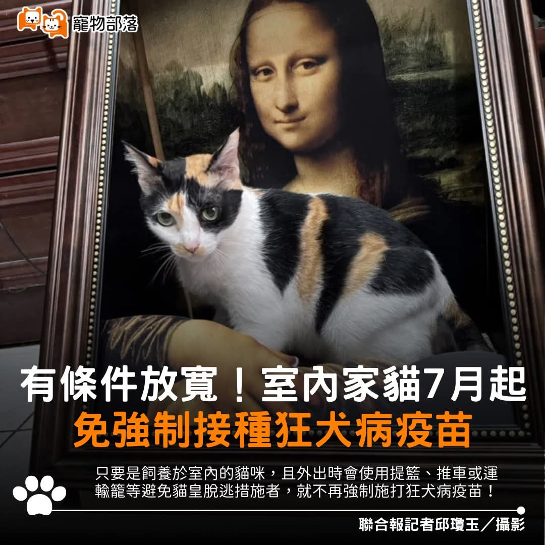 很多貓奴都擔心打狂犬病疫苗有機率引發惡性腫瘤，農業部找來專家小組評估，家貓感染狂犬病機率極低，決定有條件放寬！