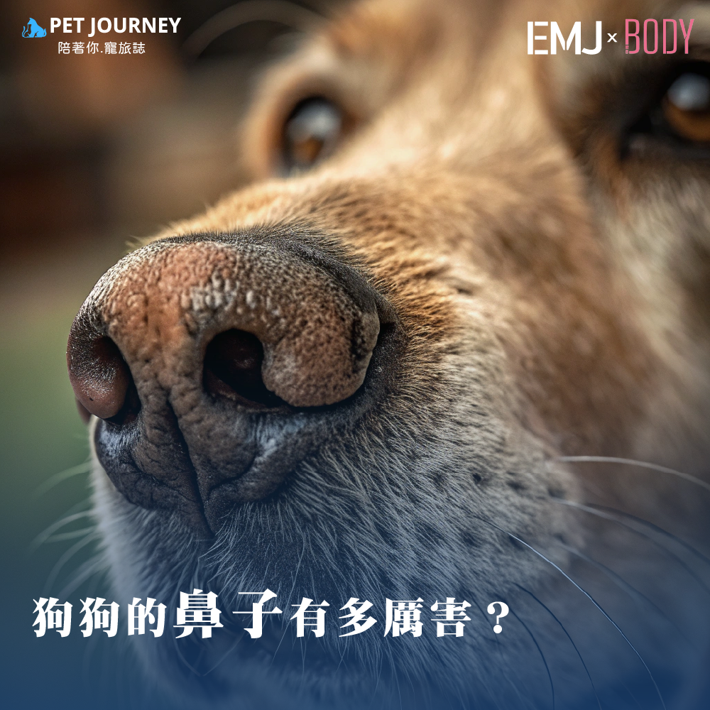 🐶 狗狗的鼻子有多厲害？探究牠們嗅覺的秘密！狗狗的鼻子不僅可愛，更是一個充滿驚人能力的「超級嗅覺器官」。牠們依靠鼻子探索世界，了解周圍的環境、辨識朋友與敵人，甚至能偵測我們無法察覺的氣味！今天就讓我們一起來認識狗狗鼻子的神奇之處吧！⭐️ 狗狗鼻子的構造有多特別？⭐️ 狗狗的鼻子與人類的結構不同，牠們天生具備高效嗅覺能力：1️⃣超多嗅覺受體：狗狗的鼻腔內有超過3億個嗅覺受體，而人