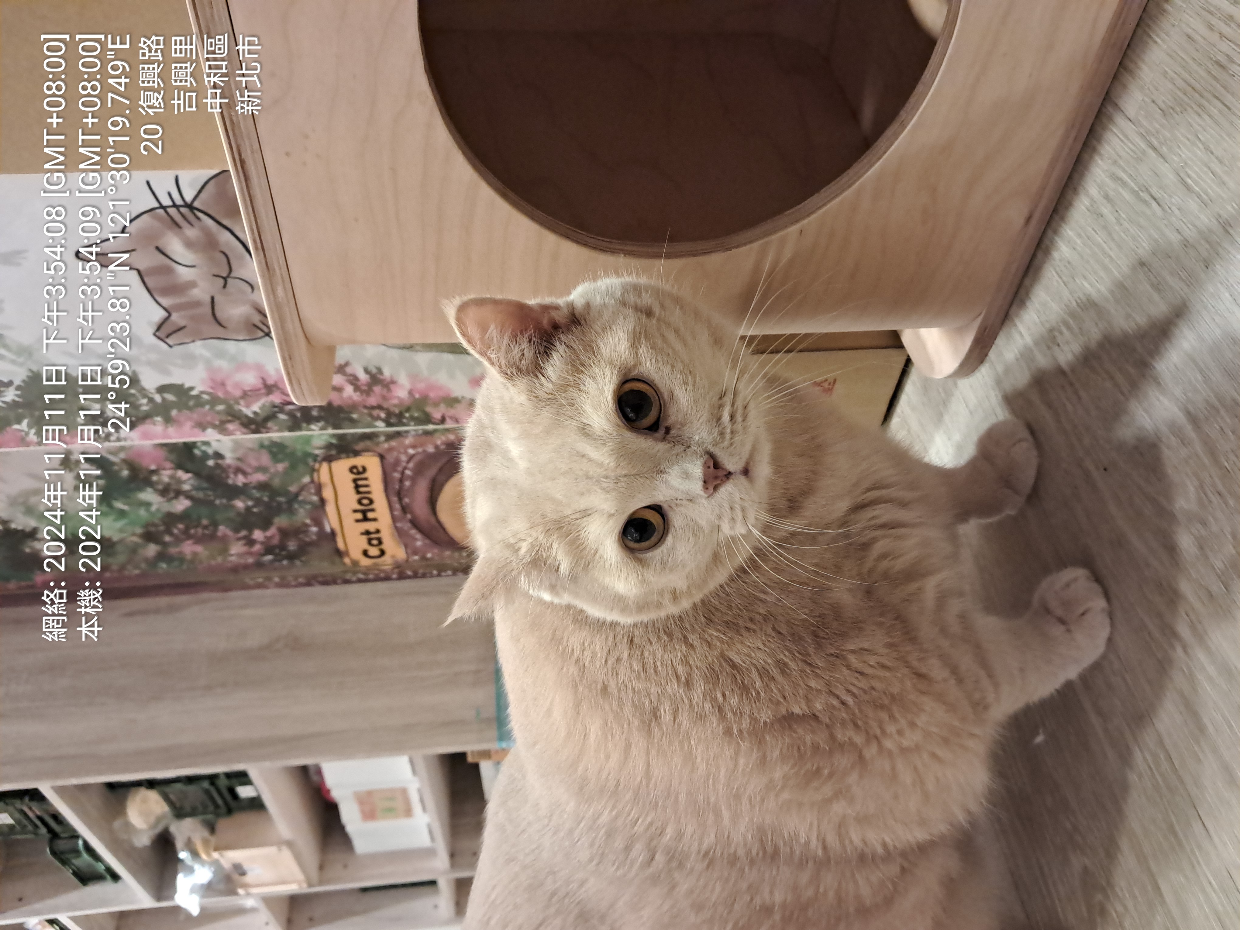 今天剛認識的新朋友。份量十足。猜一猜體重是個位數？還是十位數？