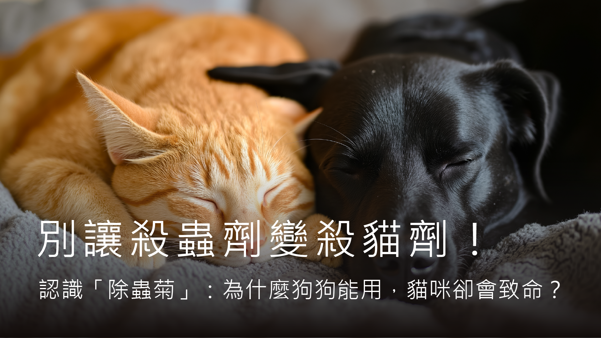 👉點我觀看：https://bodynews.com.tw/news/article/13096在寵物經濟盛行的今日，市面上充斥著各式標榜「天然、友善、長效」的除蟲產品。⠀然而，近日 Threads 上瘋傳的一則 #貓咪中毒案例，再度揭開了飼主長期忽視的生理盲點：對狗狗安全、對環境有效的成分，對貓咪而言竟是致命毒藥。⠀ 這不僅是一場家庭悲劇，更暴露出標籤規範與產品分流的潛在風險