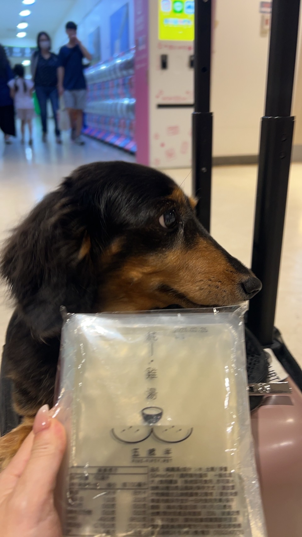 挑食的小孩