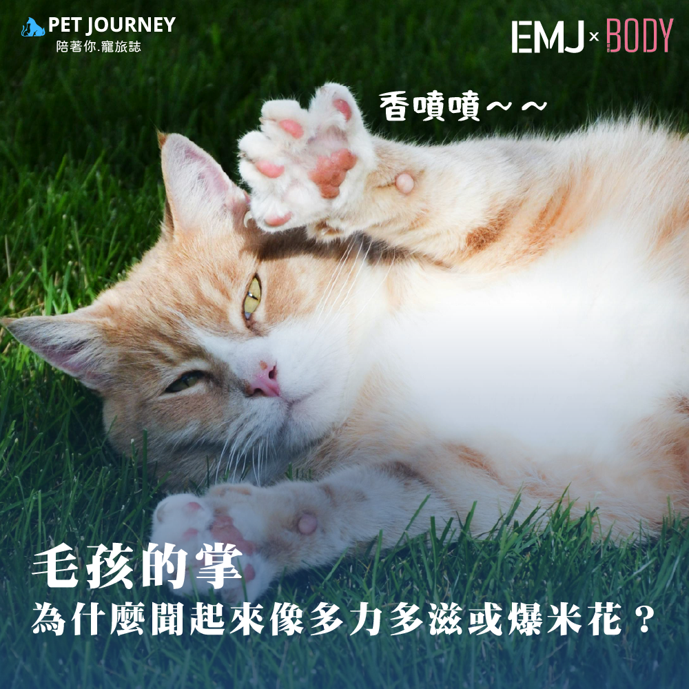 你有沒有曾經偷偷聞過自己家毛孩的腳掌，然後心裡默默想——「欸？怎麼聞起來像多力多滋？還是爆米花？」別擔心，你不是鼻子壞掉，也不是餓到出幻覺。這個味道是真的，而且還有不少人跟你一樣聞過！國外甚至還給它取了個可愛的名字：「Frito feet」或「Popcorn paws」！那麼問題來了，狗狗貓貓的腳為什麼會有這種香香的零食味呢？點我觀看：https://bodynews.com.
