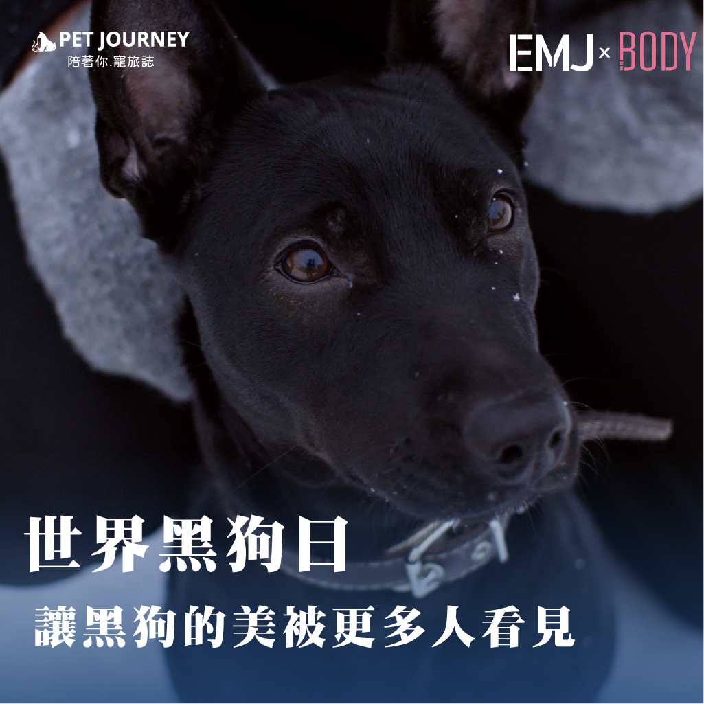 你知道嗎？在領養中心裡，黑毛狗狗往往等待的時間最長。因為毛色單一、不容易拍出亮眼的照片，牠們常常被忽略，甚至錯過溫暖的家。但黑狗的特質卻超乎想像：✨ 聰明又忠誠，陪伴感滿分✨ 毛色耐髒、穩重有型✨ 個性溫和、適應力強今天是 世界黑狗日（10月1日），希望大家能多看牠們一眼，給黑狗一個機會，也給自己一份忠心陪伴。📢 領養，不分毛色。因為牠們一樣可愛、一樣值得被愛！