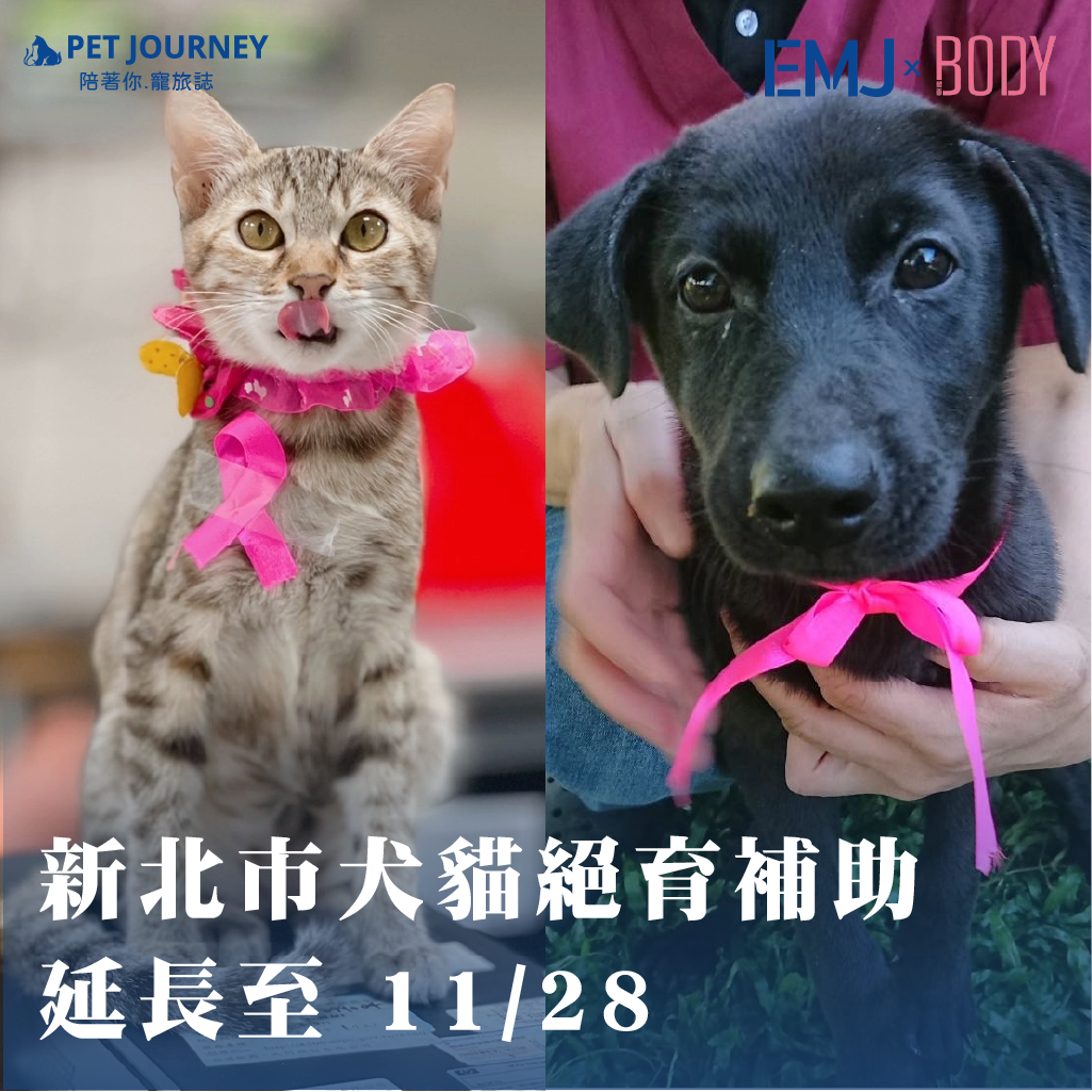 新北市政府宣布「犬貓絕育補助」延長至 11 月 28 日！👉點我觀看：https://bodynews.com.tw/news/article/10311讓更多飼主能在有限時間內完成申請與執行。絕育不僅能避免無預期繁殖、降低流浪動物問題，也能提升毛孩的健康與生活品質。本篇整理補助重點、申請資格與注意事項，給忙碌的毛爸媽一篇就看懂！