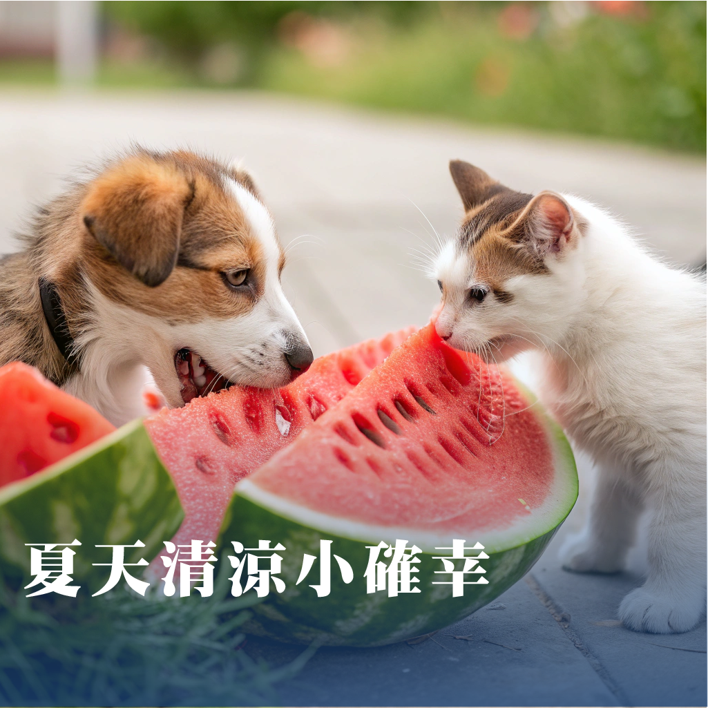 炎熱的夏天，毛孩們跟我們一樣也需要「消暑小點心」！但並不是所有水果都能放心吃，以下這幾款水果，既清涼解渴又營養滿分，快來一起筆記吧～🍉 西瓜高含水量，最適合補充水分！要記得去籽、避免吃皮哦。🍎 蘋果富含纖維，幫助腸胃蠕動。記得去籽去核，因為籽含有少量氰化物成分。🍌 香蕉補充鉀元素，幫助肌肉健康。但熱量偏高，別吃太多。🍐 梨子水分多、甜度低，是清爽好選擇。🍍 鳳梨少量可幫助消化，