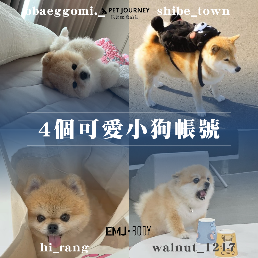 上次整理了小貓帳今天換小狗勾帳嘍🐶