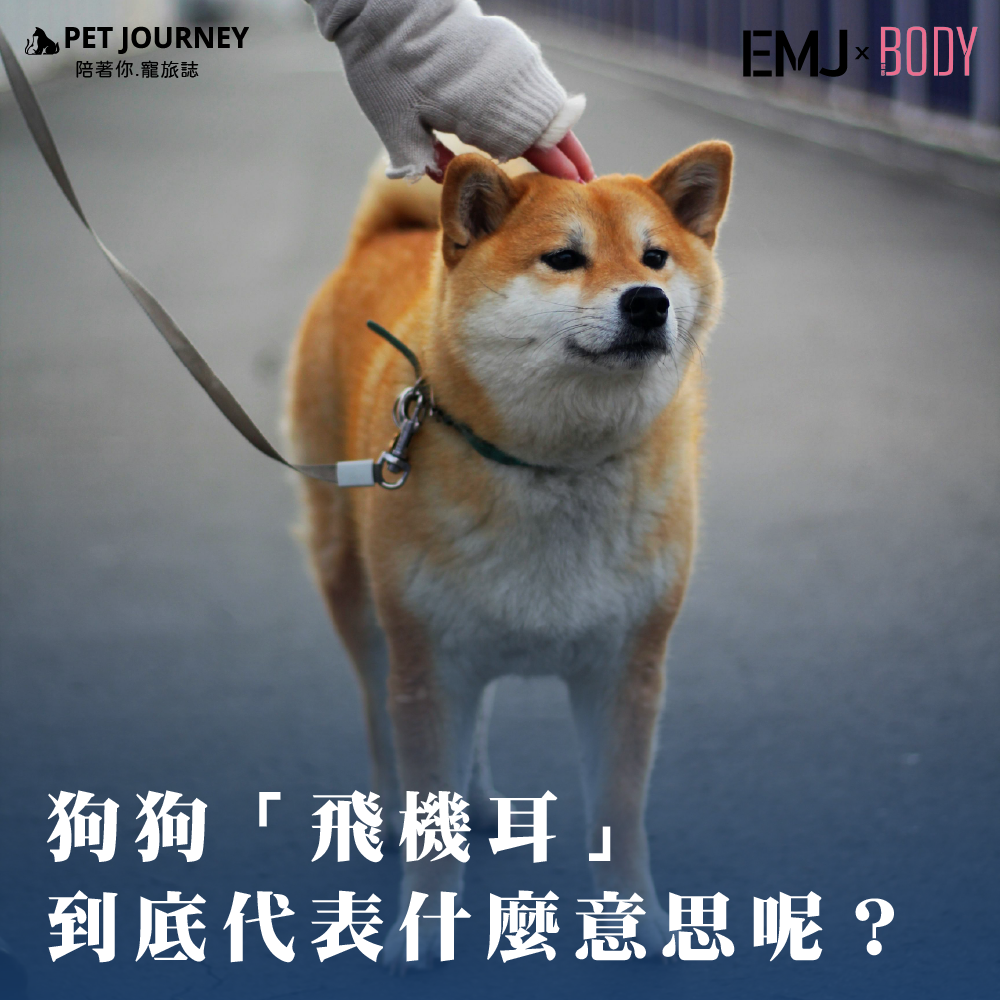 你有沒有注意到，當狗狗開心、害怕或緊張時，牠的耳朵有時會往兩側放低，看起來就像一架小飛機的機翼？這種可愛的「飛機耳（Airplane Ears）」其實是狗狗用來表達情緒的一種方式！今天就來解析狗狗飛機耳的含義，讓你更懂毛孩的心情吧！https://bodynews.com.tw/news/article/7189