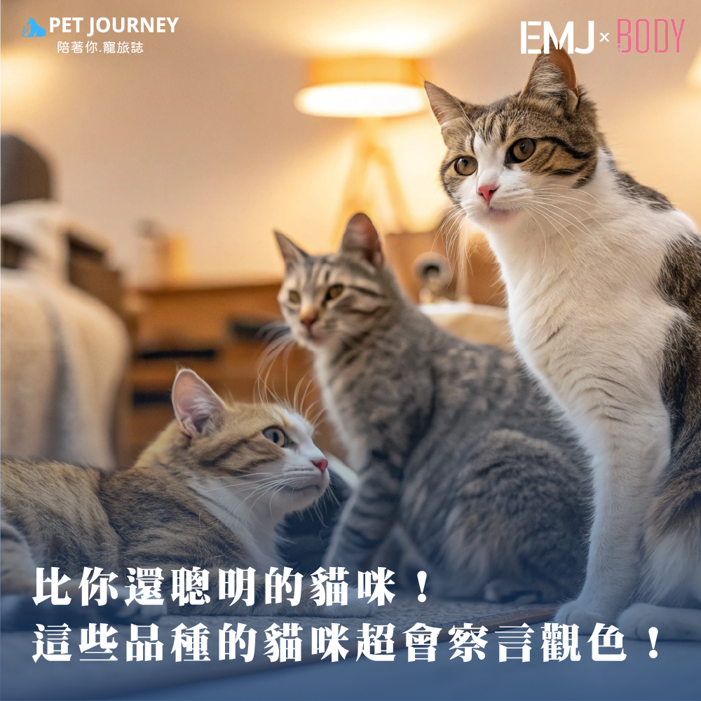 你以為貓咪只是在家裡發呆、耍萌？其實，有些貓咪的智商高到能讀懂你的情緒，甚至提前察覺你要帶牠去看獸醫！😱 來看看哪些貓咪最會察言觀色，還有如何透過飲食和營養補充，讓你的主子變得更聰明！｜點我觀看：https://bodynews.com.tw/news/article/7138