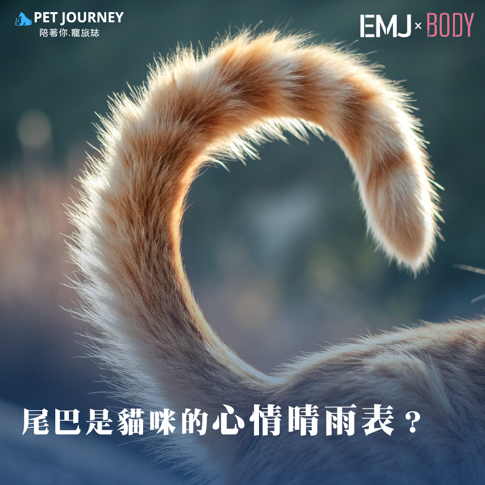🐱貓貓的尾巴是牠們溝通的重要工具，但與狗狗的尾巴語言相比，貓咪的尾巴表達更多負面情緒如煩躁、不耐煩或警告。因此，理解貓咪的尾巴語言能幫助我們更好地與牠們相處，避免不必要的誤會。🐈輕輕擺動尾尖：專注或好奇當貓咪的尾尖輕輕擺動時，通常是牠正在專注於某件事，或對某個事物感到好奇。這常見於牠觀察獵物、玩玩具，或對周圍的新事物感到興趣時。🐈 尾巴快速左右擺動：煩躁或不耐煩如果貓咪的尾巴快